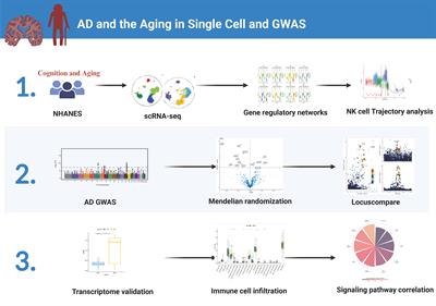 Unraveling the mechanisms of NK cell dysfunction in aging and Alzheimer’s disease: insights from GWAS and single-cell transcriptomics